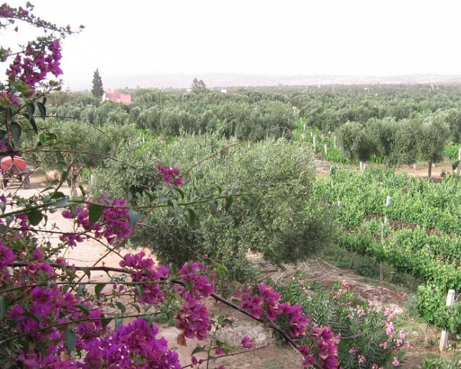 这家摩洛哥酿酒厂将罗纳河谷的风味带到北非