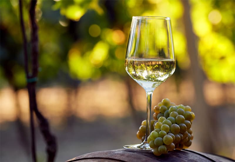 葡萄品种葡萄酒的流行白葡萄酒