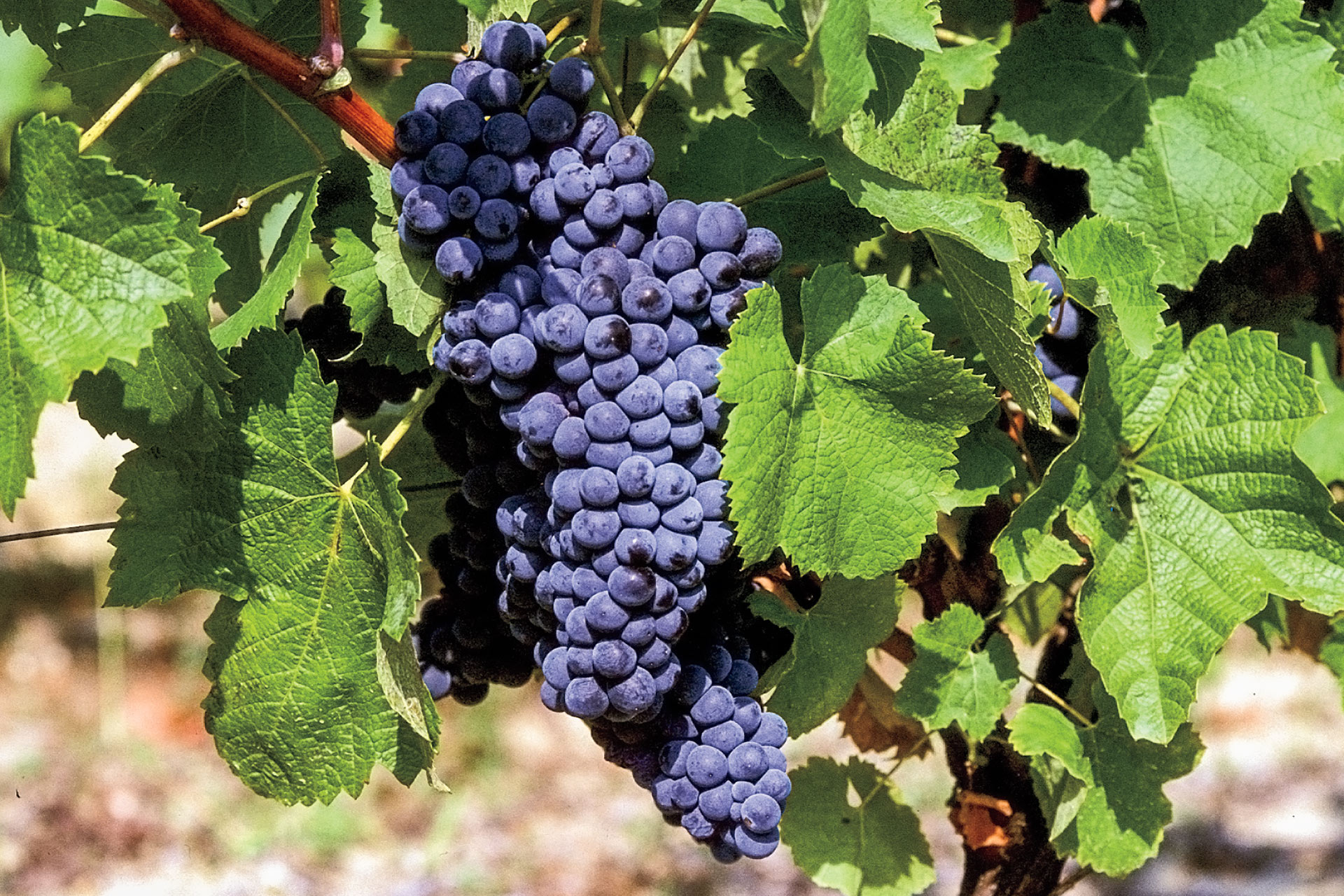 法国西南部的 Fer Servadou 葡萄