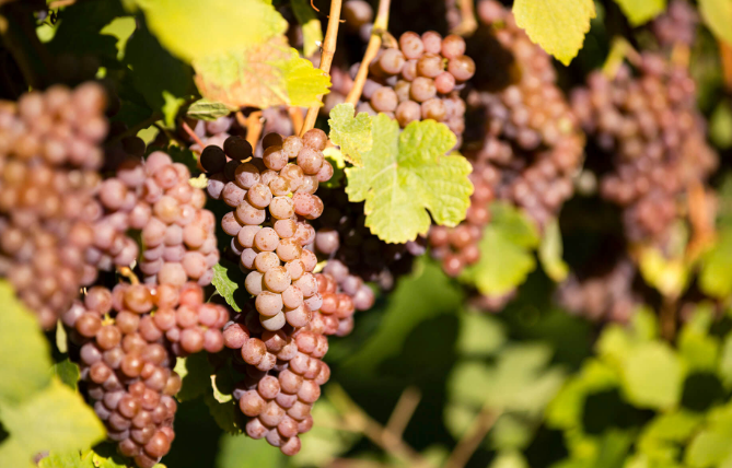 葡萄品种：灰比诺 又名：灰皮诺、格劳堡